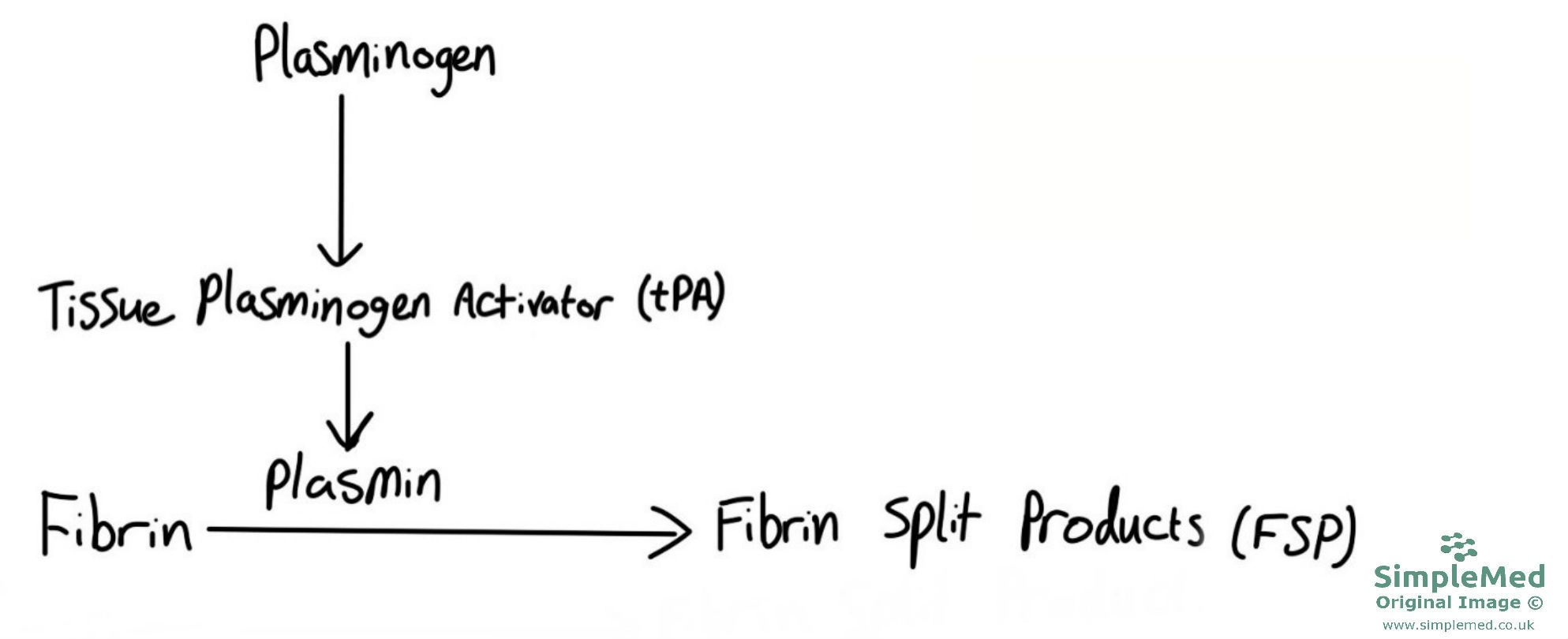 Fibrinolysis by plasmin SimpleMed