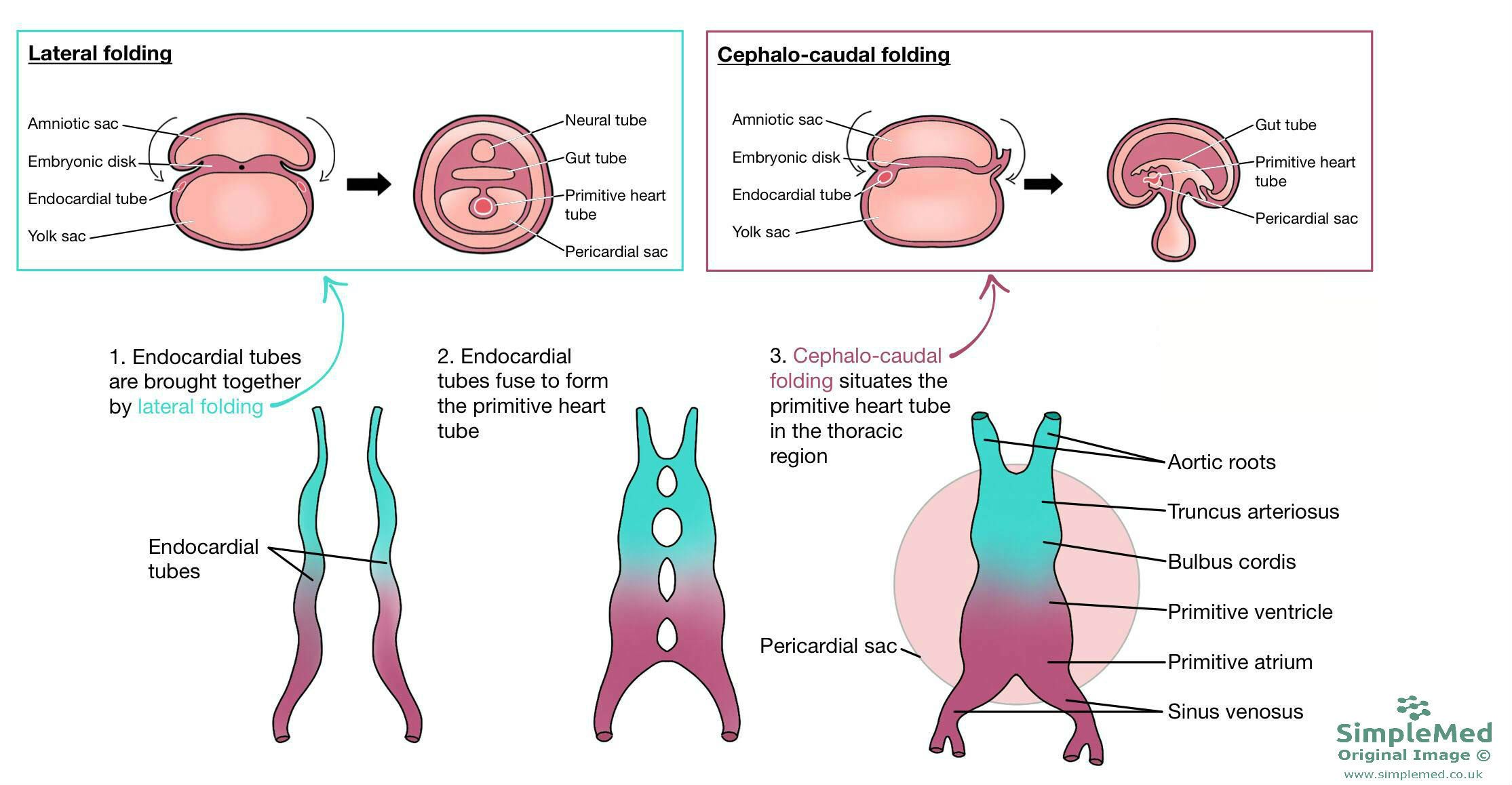 Folding of the Embryological Heart SimpleMed