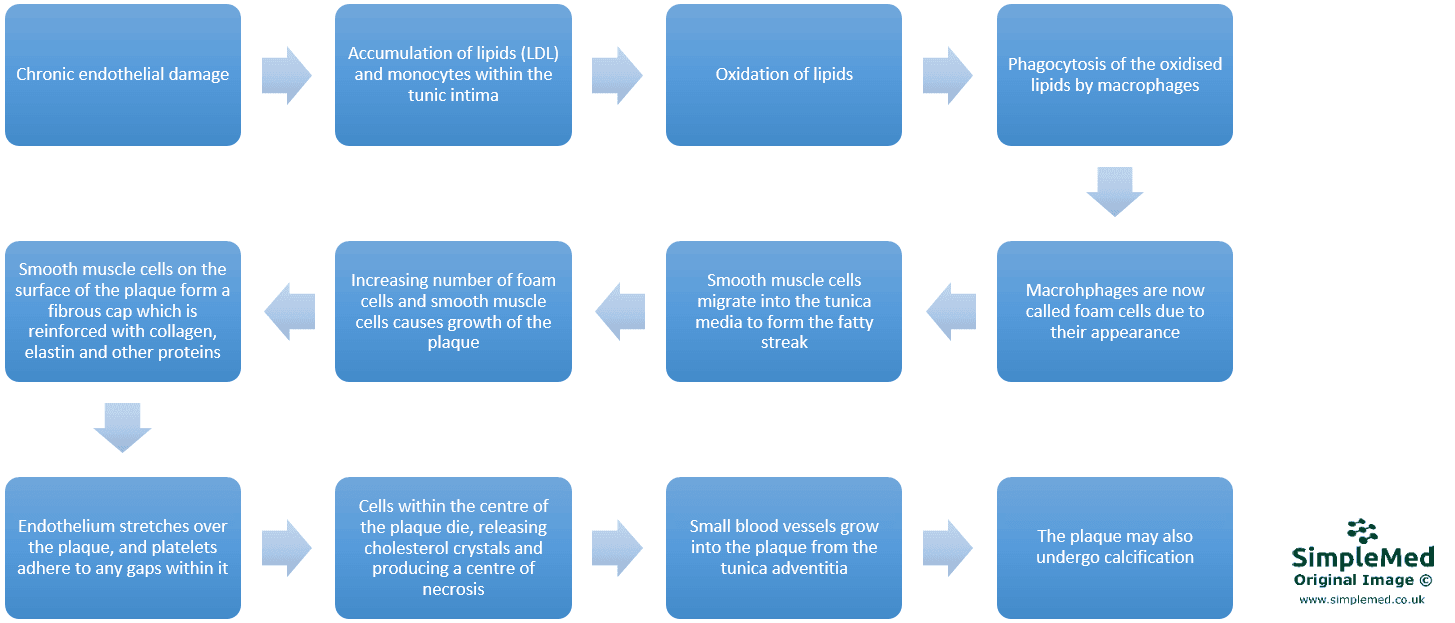 Formation of an Atherosclerotic Plaque SimpleMed