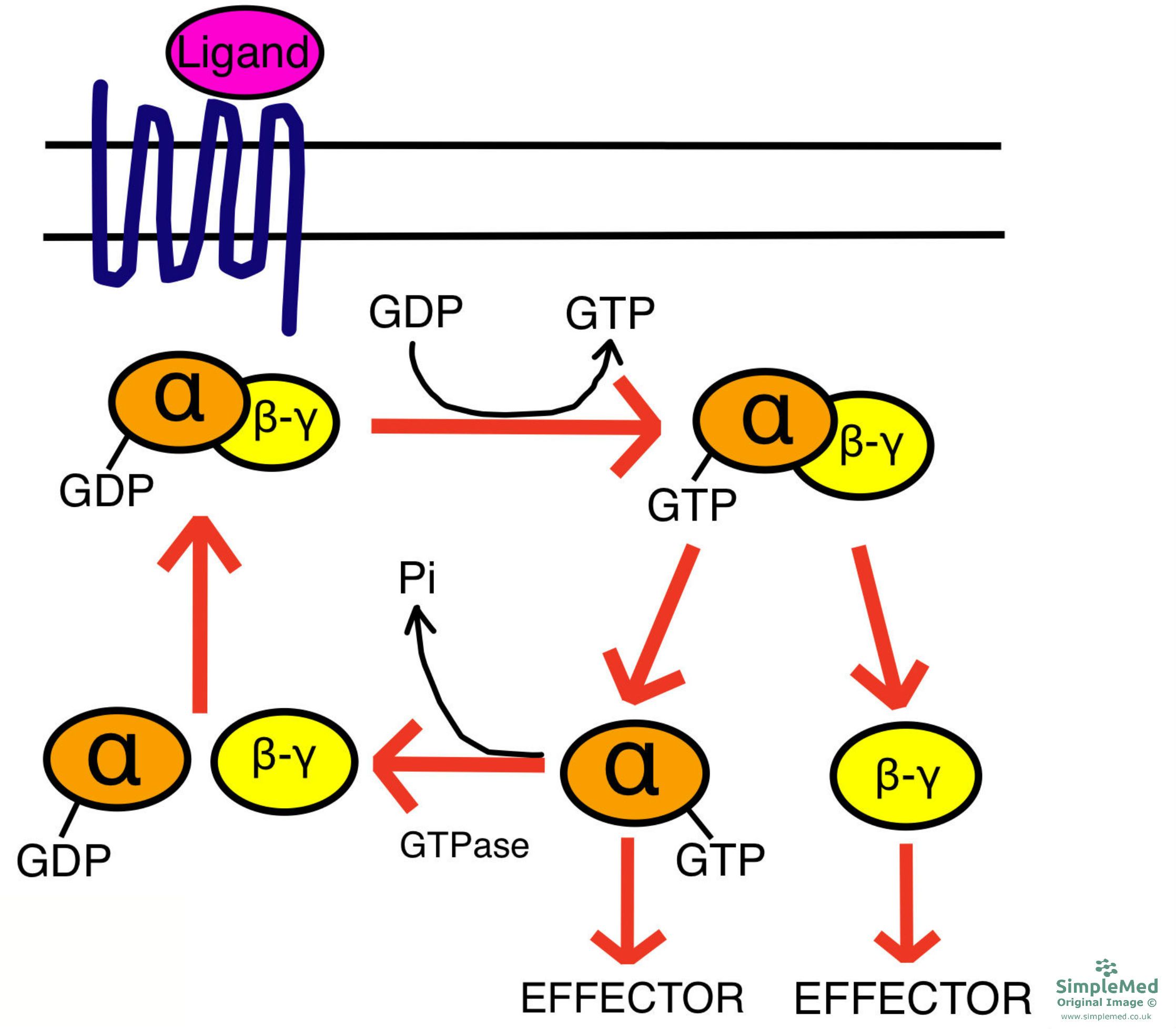 GPCR Activation SimpleMed