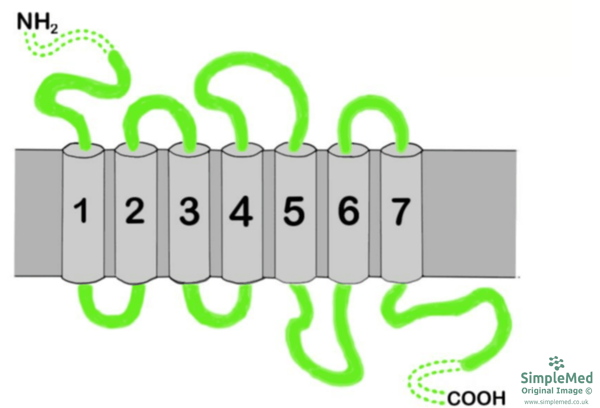 G-Protein Coupled Receptor SimpleMed