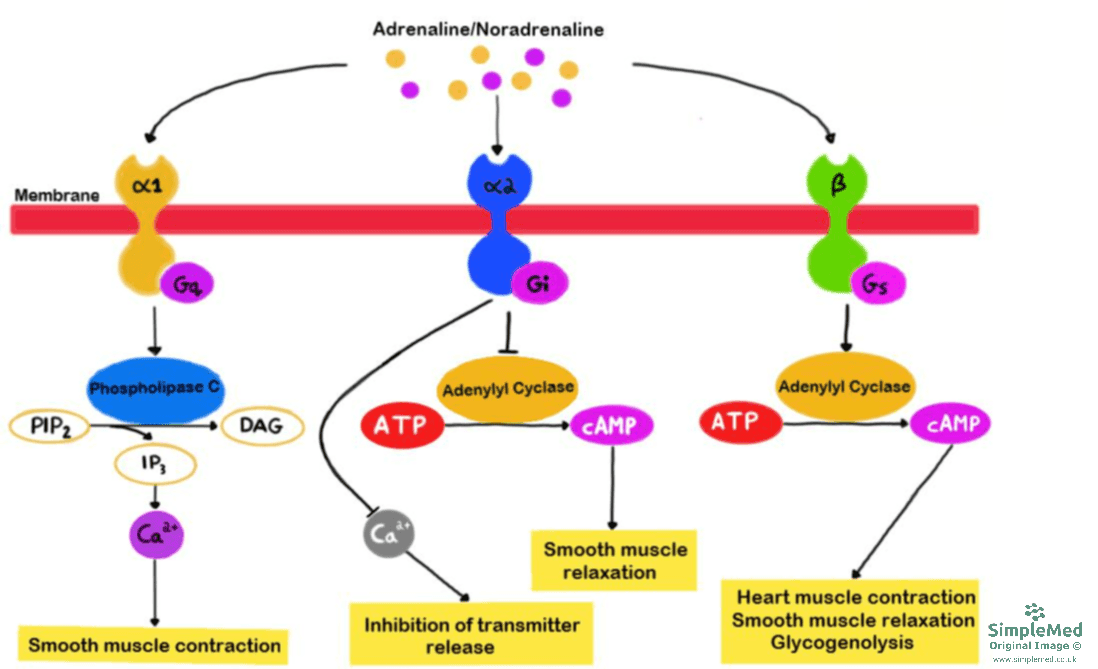 G Protein Coupled Receptor GPCR response SimpleMed