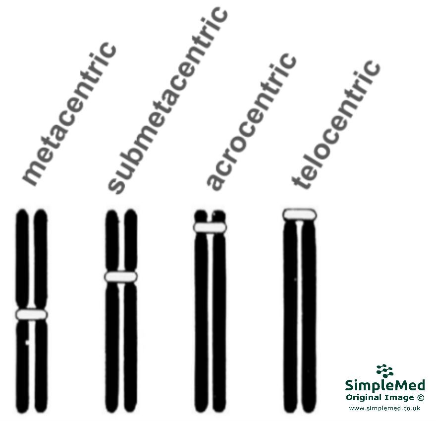 Centromere Locations SimpleMed