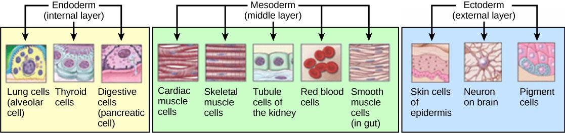 Germ Cell Layers from Trilaminar Disc SimpleMed