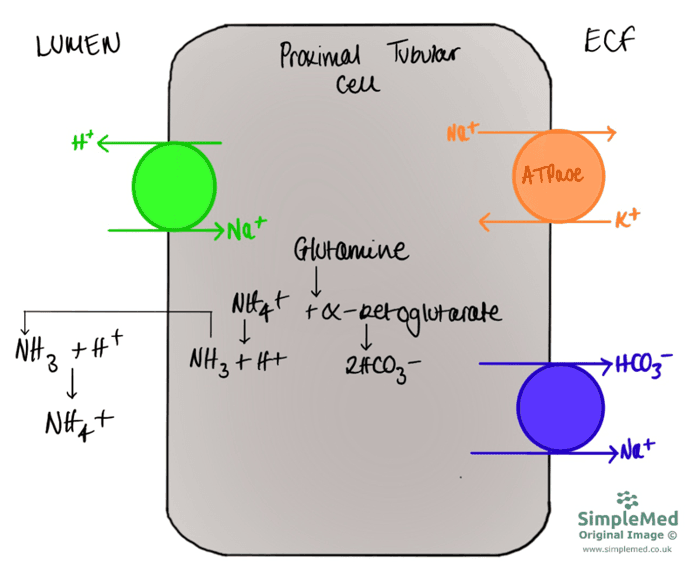 Glutamine Breakdown by PCT Cells SimpleMed