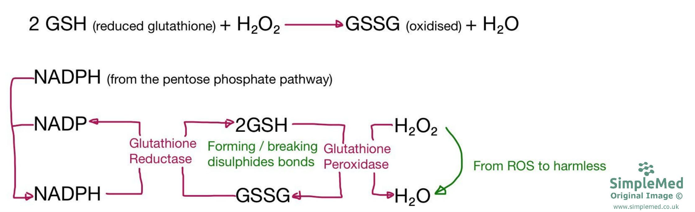 Glutathione Pathway Diagram SimpleMed