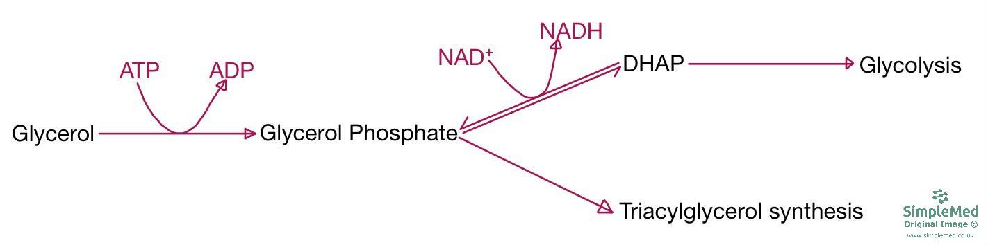 Glycerol Equation SimpleMed