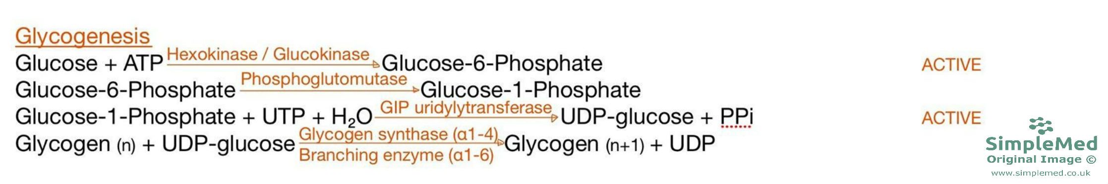 Glycogenesis SimpleMed