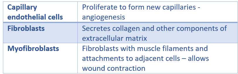 Granulation Tissue Cells SimpleMed