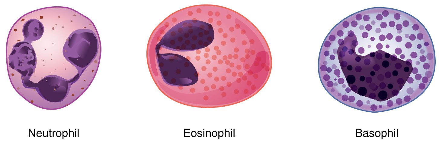 Types of Granulocytes SimpleMed