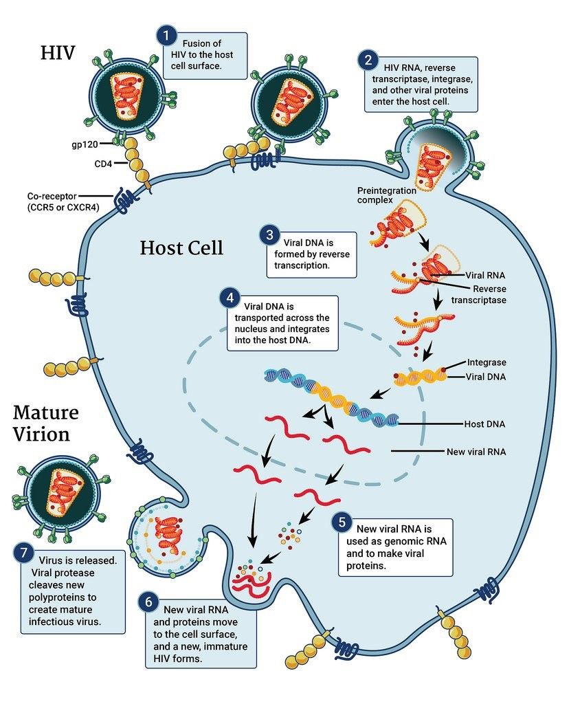 HIV Stages SimpleMed