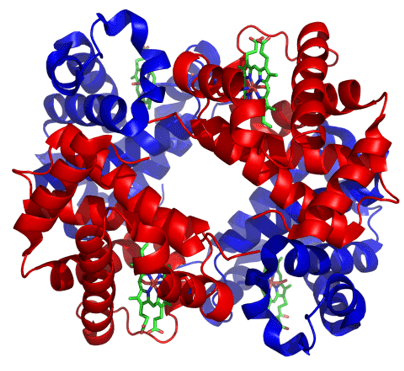 Haemoglobin Structure SimpleMed