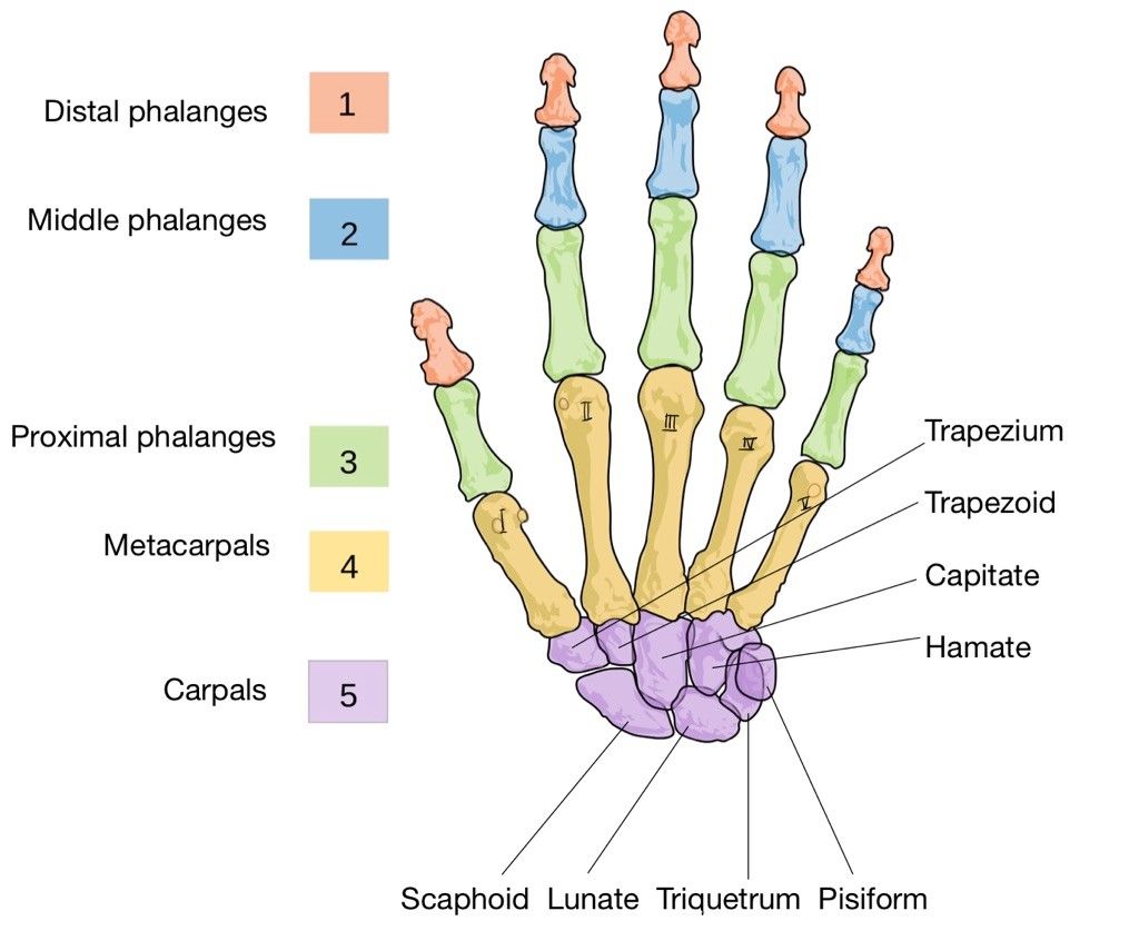 Bones of the Hand Labelled Diagram SimpleMed