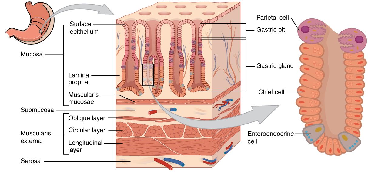 Histology of the Stomach SimpleMed