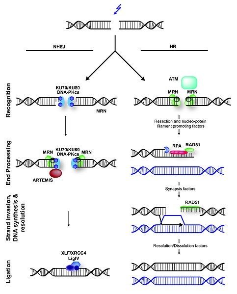 Homologous and Non-Homologous DNA Repair SimpleMed