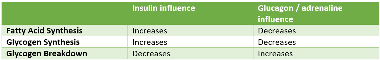 Hormonal Influence on Energy Storage