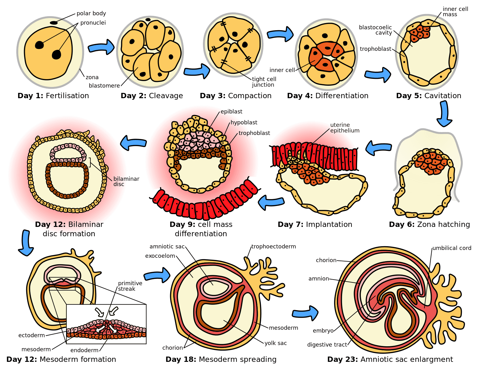 First Few Weeks of Human Embryogenesis SimpleMed