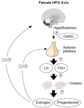 Hypothalamic-Pituitary-Ovarian Axis SimpleMed