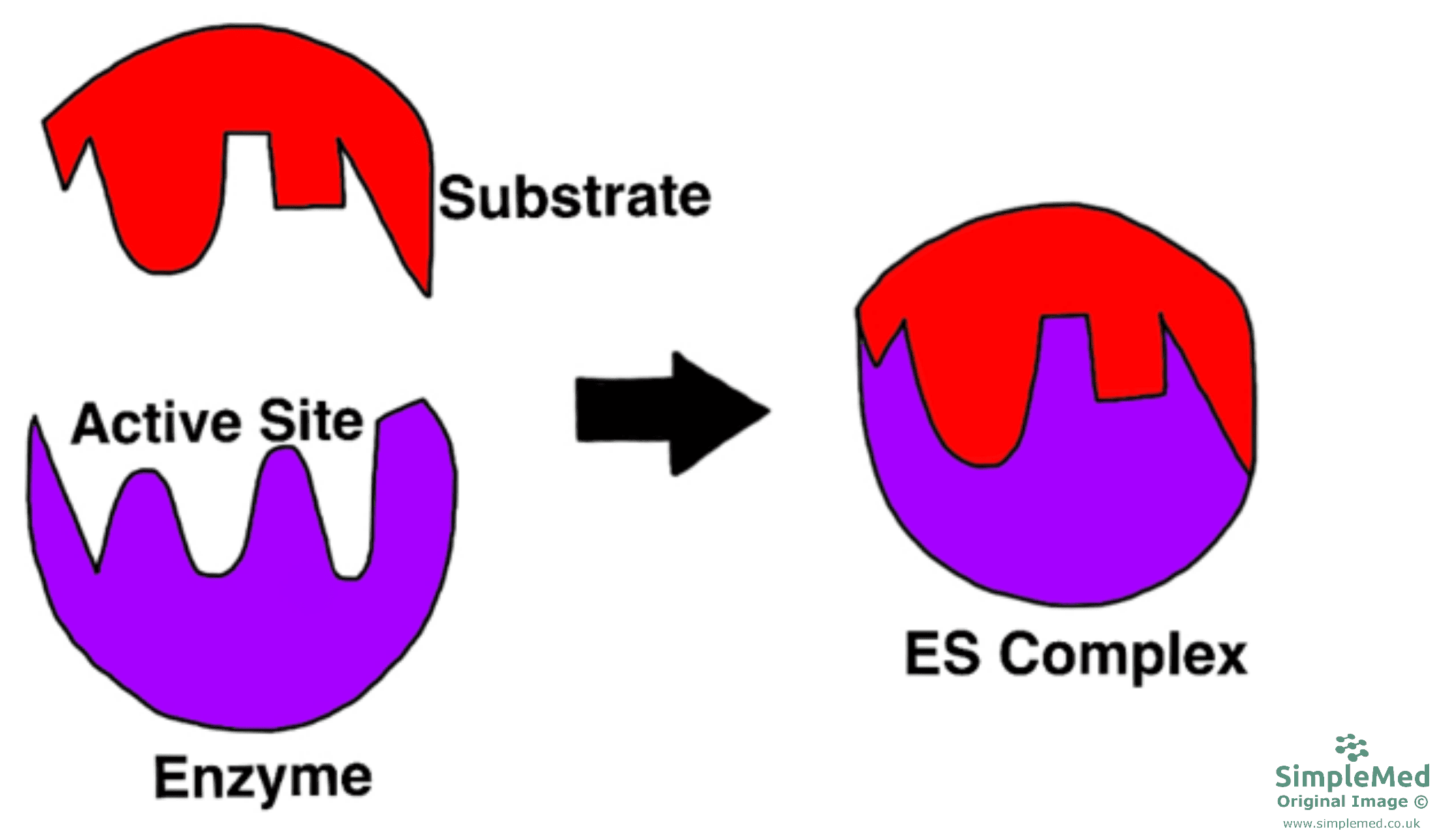 Induced Fit Hypothesis Diagram SimpleMed