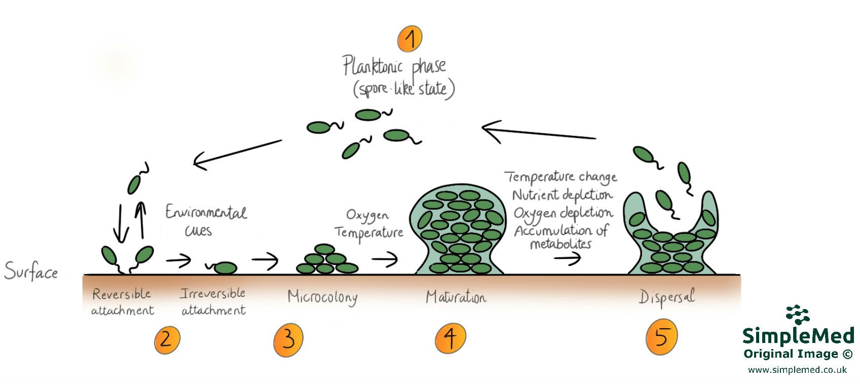 Biofilm formation steps SimpleMed