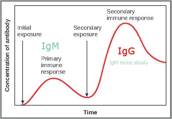 Primary and Secondary Adaptive Immune Response SimpleMed