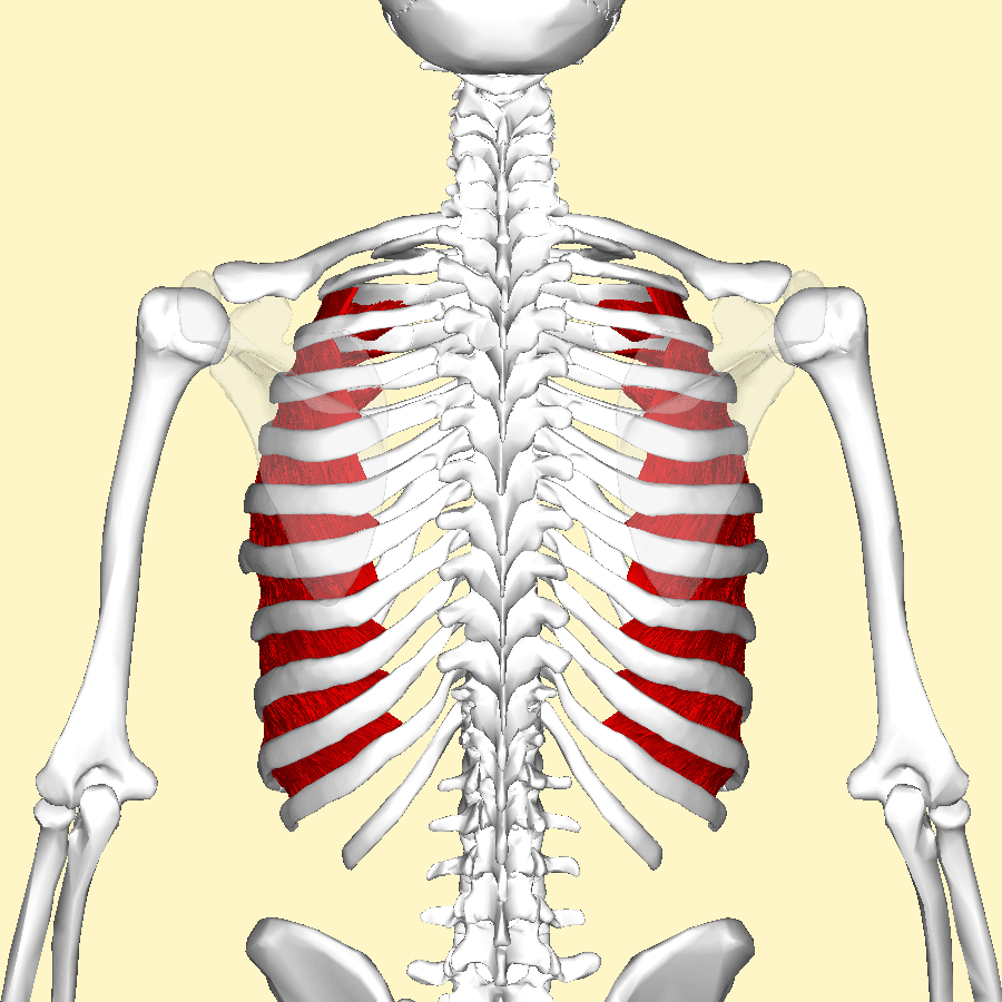 The Innermost Intercostal Muscles SimpleMed