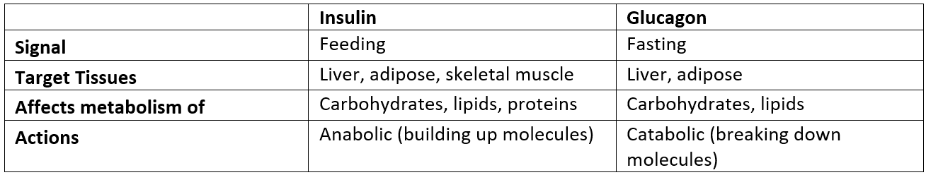 Insulin and Glucagon Differences SimpleMed