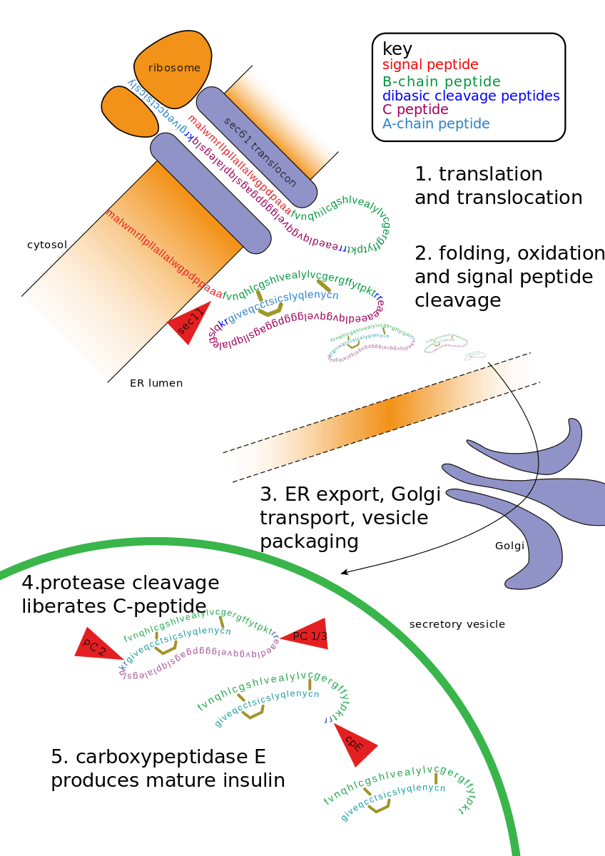 Synthesis of Insulin Diagram SimpleMed