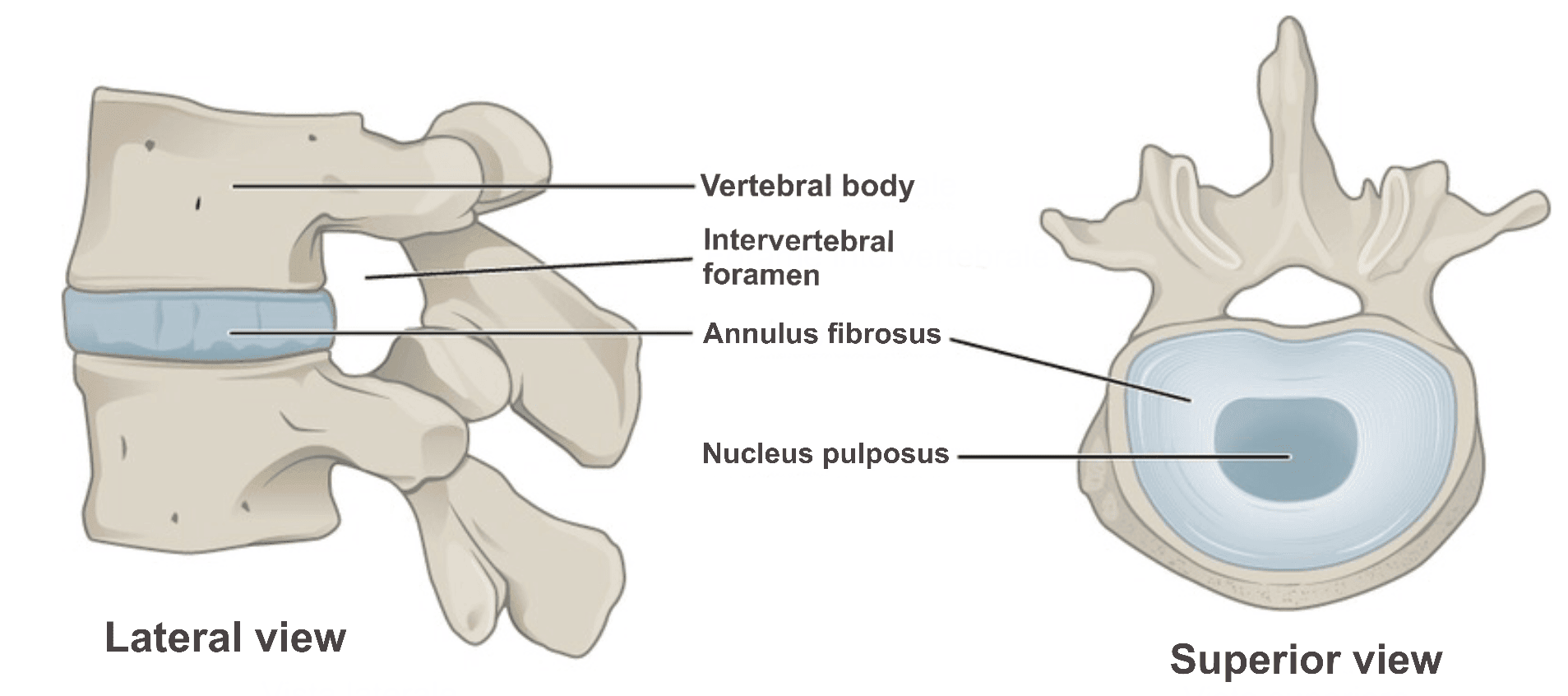 Intervertebral Discs SimpleMed