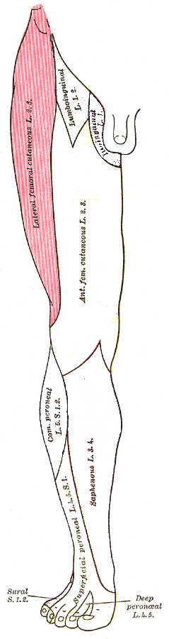 Lateral Cutaneous Nerve Distribution SimpleMed