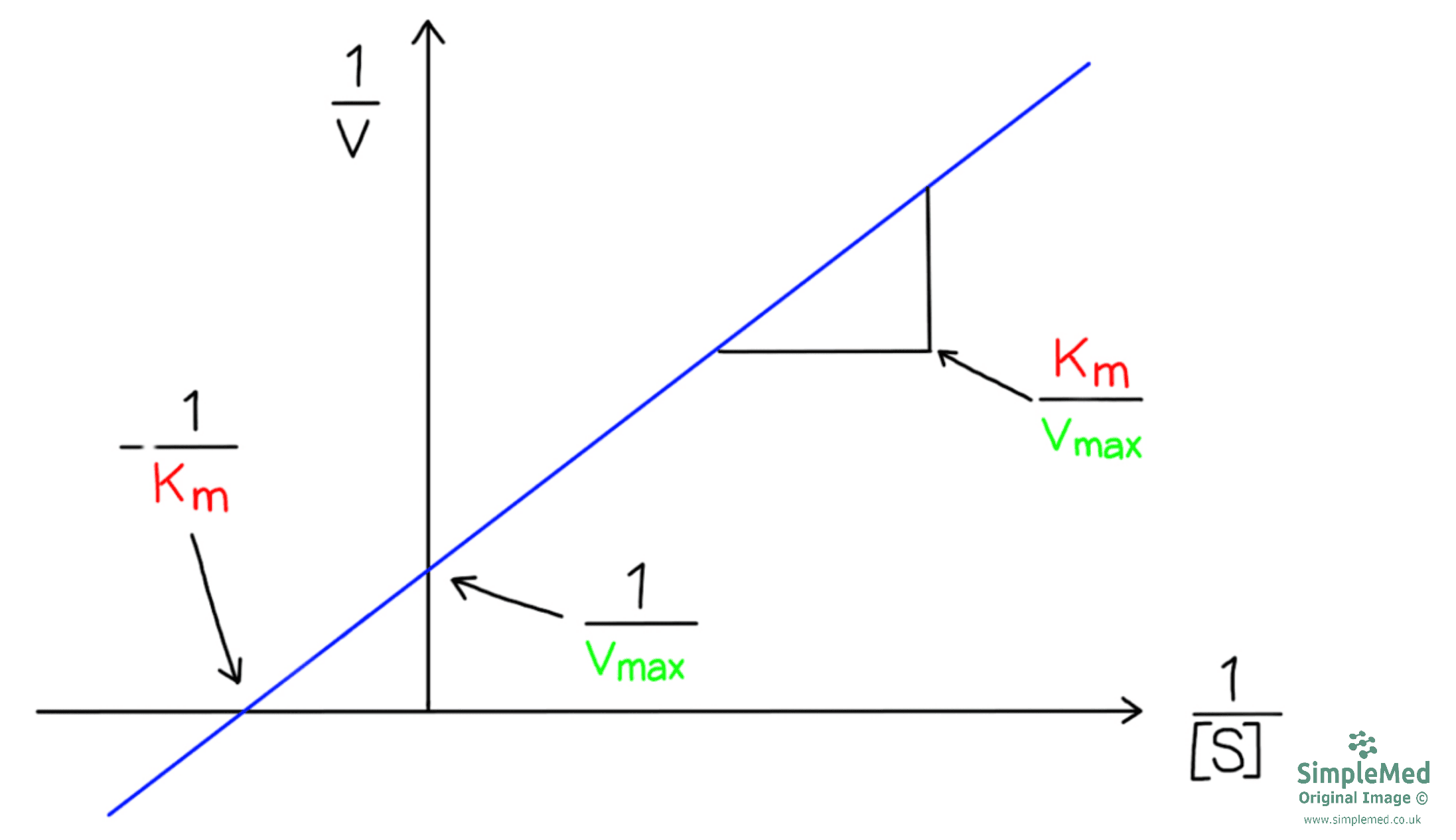 Lineweaver-Burk Plot Graph SimpleMed