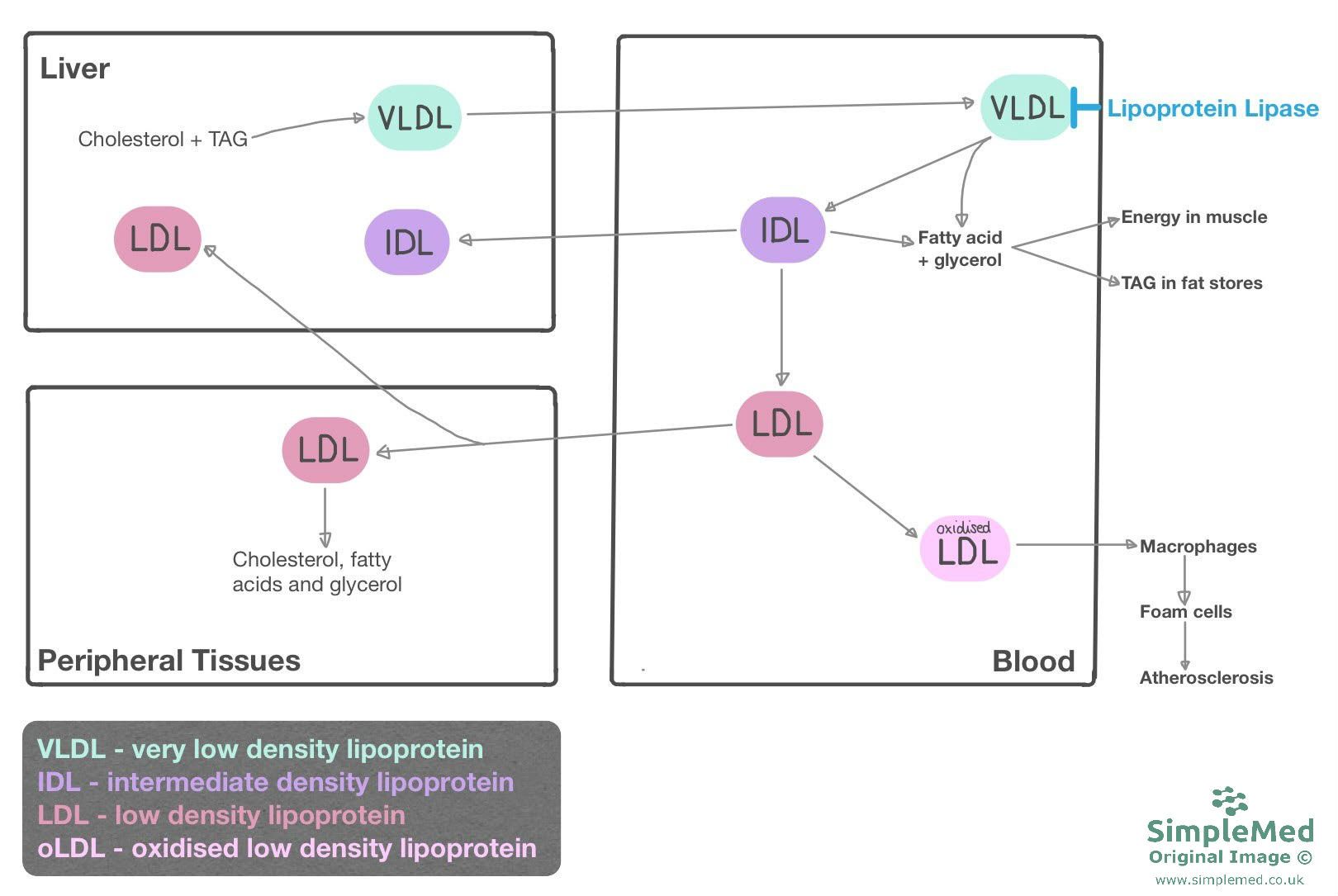 Lipoprotein Metabolism SimpleMed