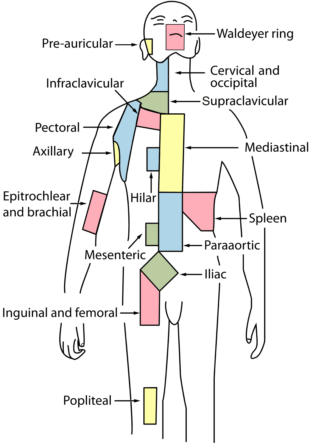 Lymph Node Regions SimpleMed