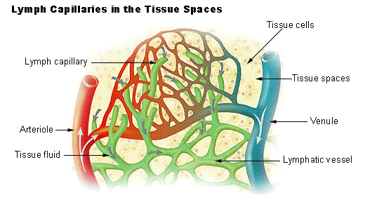 Lymph in Capillaries Diagram SimpleMed