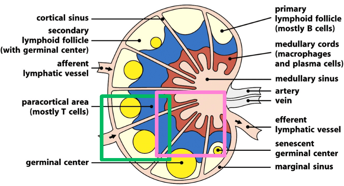 Lymph Node Structure SimpleMed