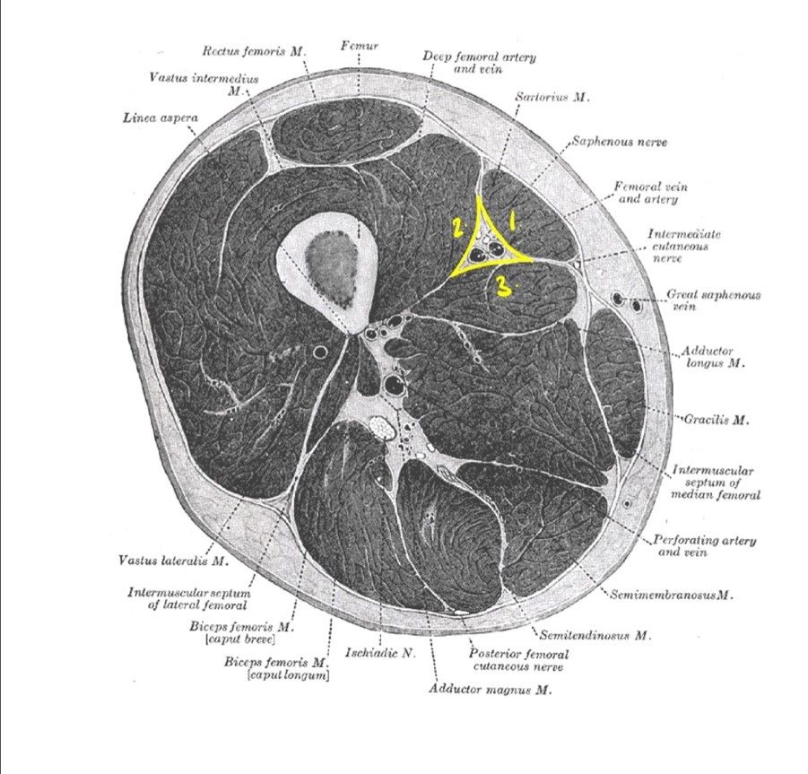 The Adductor Canal SimpleMed