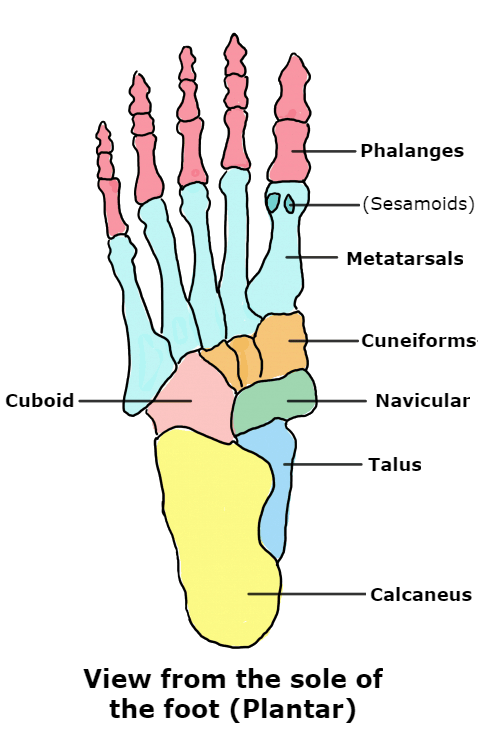 Bones of the Foot SimpleMed