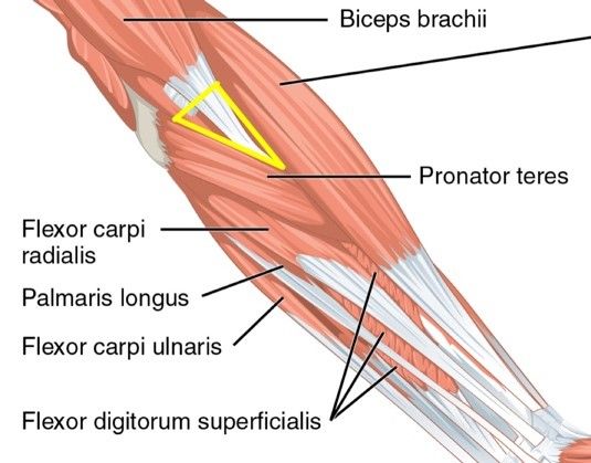 Cubital Fossa SimpleMed