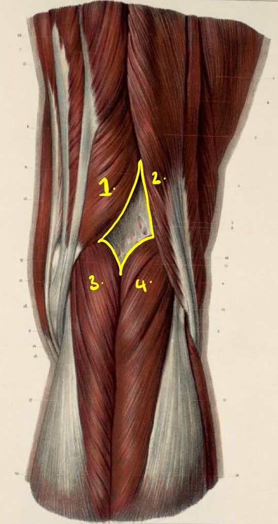 The Popliteal Fossa SimpleMed