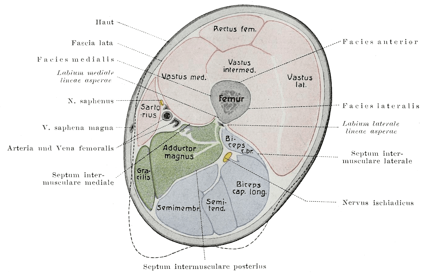 Thigh Muscle Compartments SimpleMed