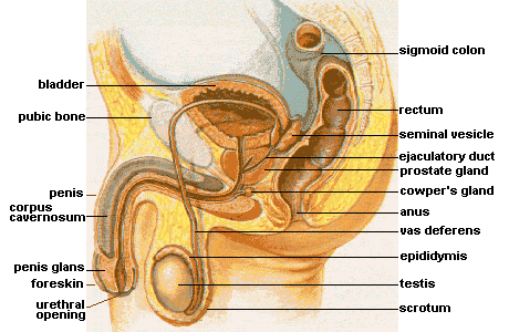 Male Reproductive System Anatomy SimpleMed