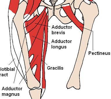 Medial Thigh Muscles SimpleMed