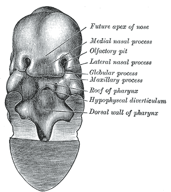 Medial and Lateral Nasal Prominences SimpleMed