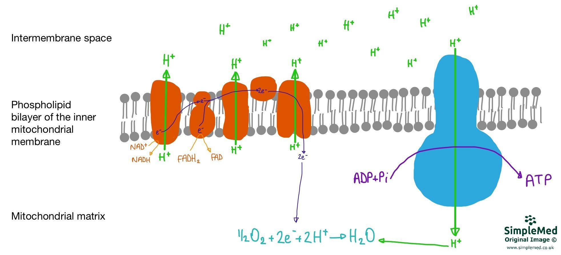 Oxidative Phosphorylation SimpleMed