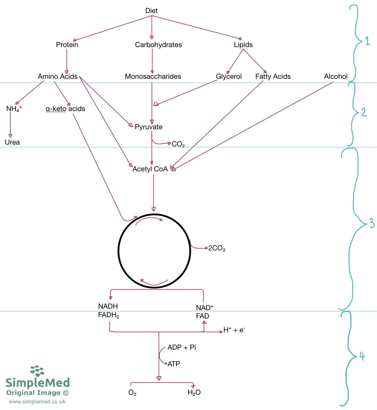 Dietary Energy Production Overview SimpleMed