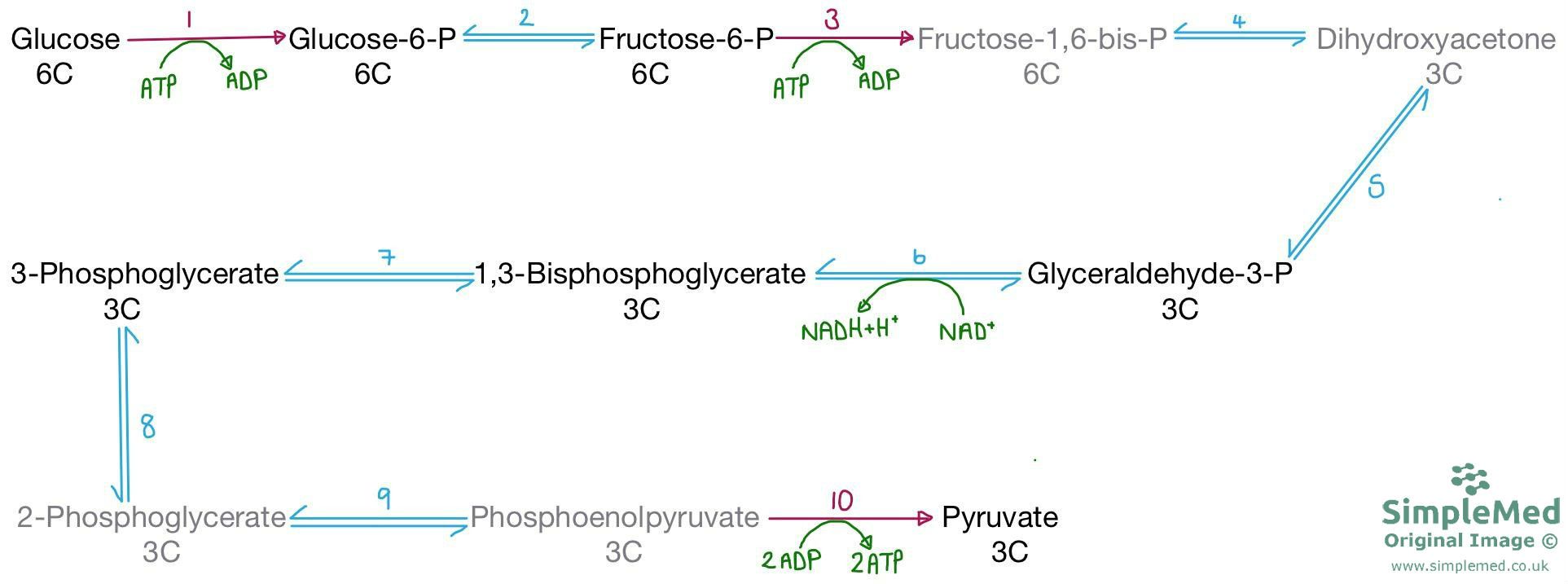 Summary of the reactions in Glycolysis SimpleMed