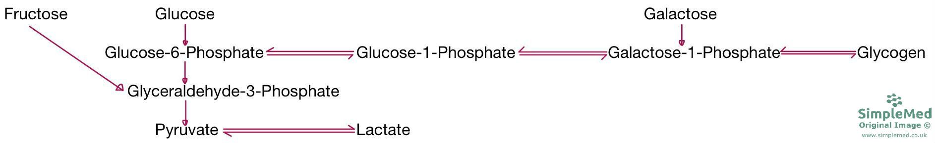 Relationship between Glycolysis and the Liver SimpleMed