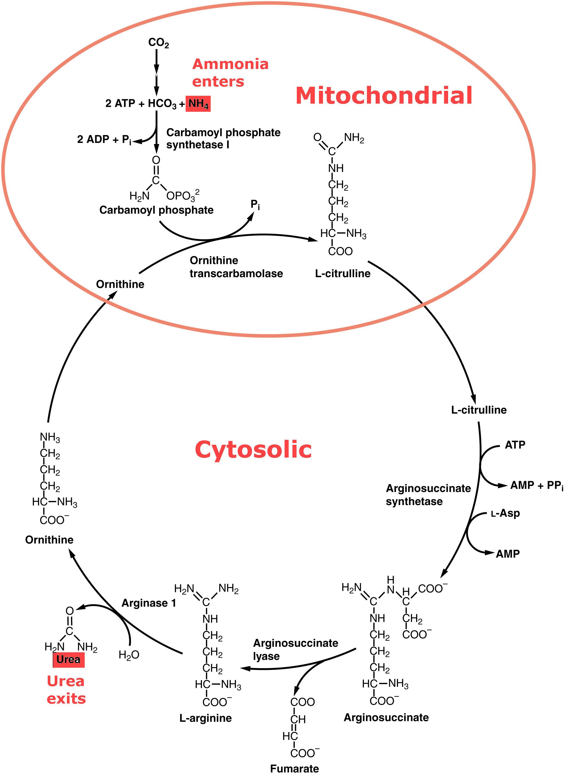 Urea Cycle SimpleMed