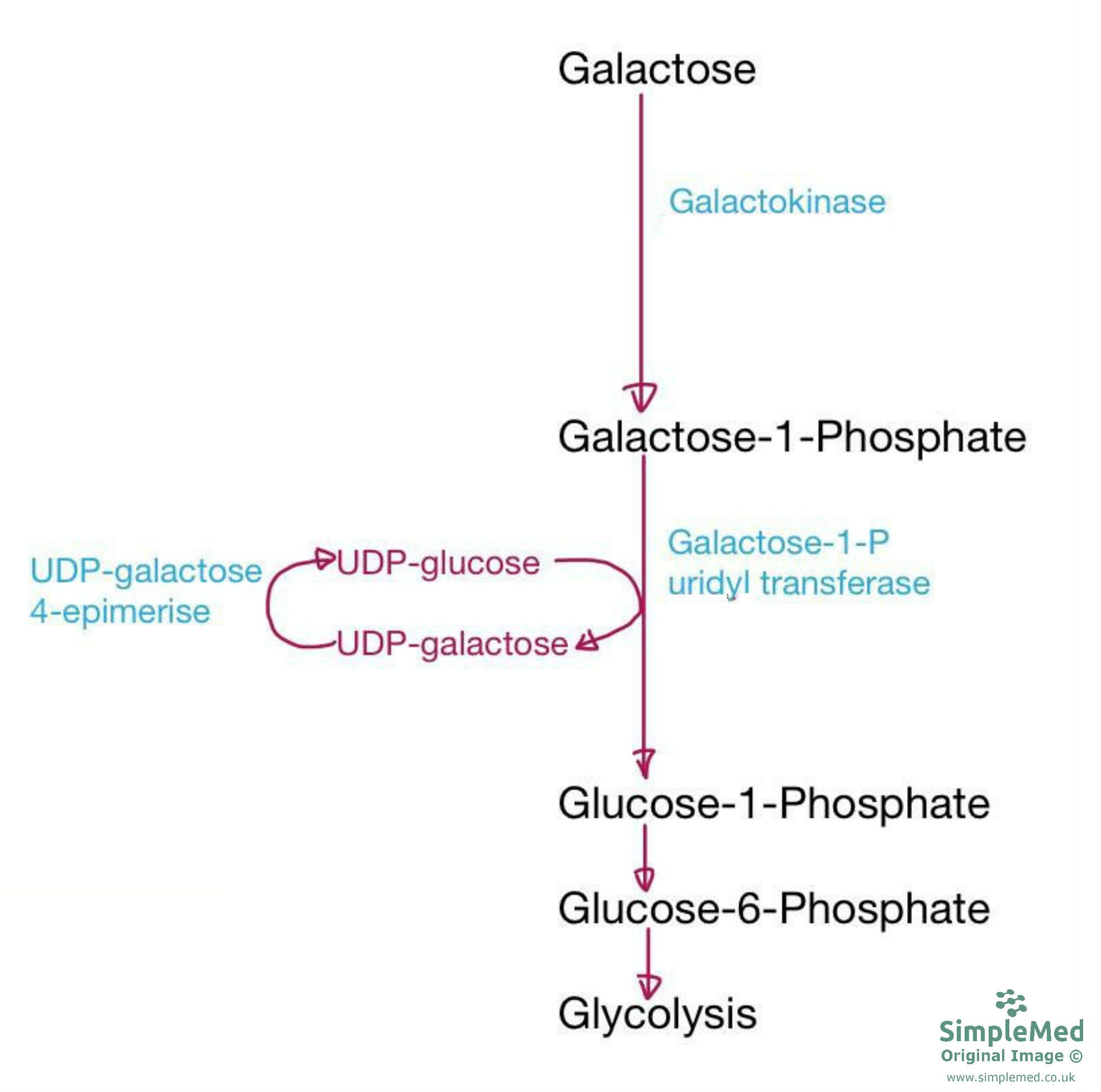 Metabolism of Galactose SimpleMed