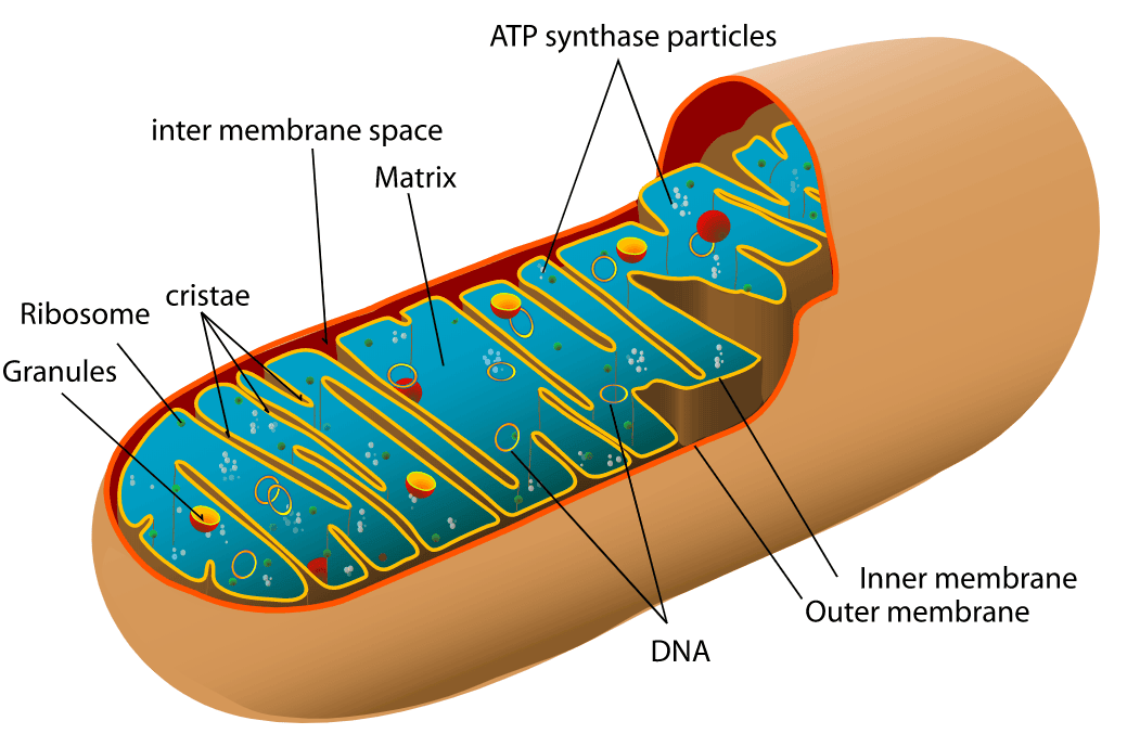 Mitochondria Structure SimpleMed